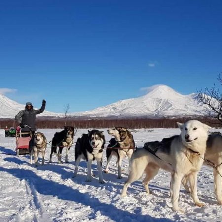 Новогодний тур на Камчатку зимой 2025 - собаки