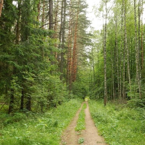 лес пушкино
