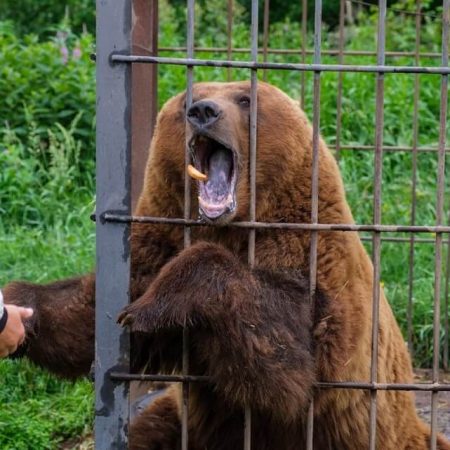 Тур на Камчатку к медведям